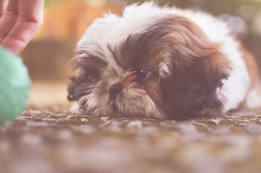 Cute Shih Tzu puppy lying on grass outdoors, focused on play.