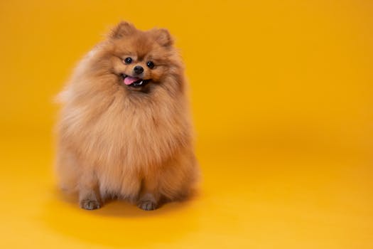 Adorable Pomeranian dog with fluffy fur posing on a bright yellow backdrop.
